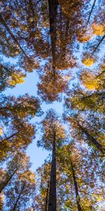 Nature,Trees,Sky,Forest,Bottom View