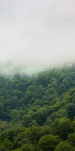 Forêt,Brouillard,Arbres,Sky,Nature