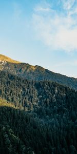 Nature,Trees,Sky,Forest,Slope