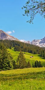 Naturaleza,Árboles,Cielo,Bosque,Frescura,Polyana,Claro,Primavera,Montañas,Conífero,Pureza