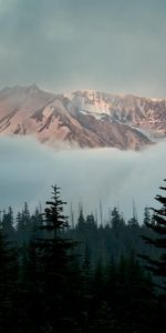 Arbres,Nature,Sky,Brouillard,Montagnes