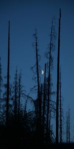 Naturaleza,Árboles,Cielo,Noche,Sucursales,Ramas,Luna