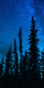 Nature,Trees,Sky,Night,Dark,Starry Sky