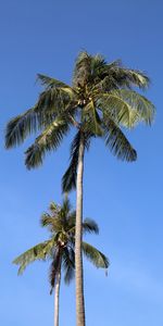 Nature,Trees,Sky,Palm,Leaves