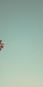 Sky,Arbres,Palms,Nature