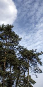 Pin,Nuages,Conifères,Air,Couronnes,Nature,Conifère,Sky,Couronne,Arbres