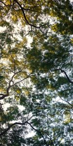 Arbres,Plante,Planter,Branches,Nature,Sky