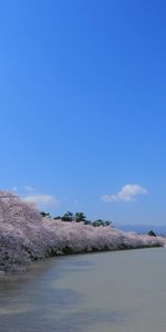 Nature,Trees,Sky,Rivers,Turn