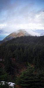 Nature,Trees,Sky,Spruce,Fir,Hill,Fog