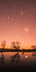 Nature,Trees,Sky,Stars,Night,Shine,Starry Sky,Brilliance