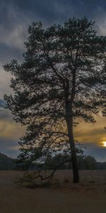 Nature,Trees,Sky,Sunset,Night
