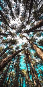 Nature,Trees,Sky,Top,Branches,Tops,Bottom View