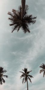 Nature,Trees,Sky,Top,Crown,Crowns,Palms,Tops