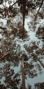 Nature,Trees,Sky,Top,Crown,Tops,Bottom View,Crowns