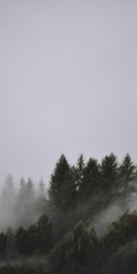 Nature,Trees,Sky,Top,Fog,Tops