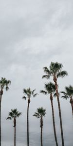 Nature,Trees,Sky,Tropics,Palms