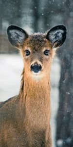 Animales,Naturaleza,Árboles,Nieve,Ciervo