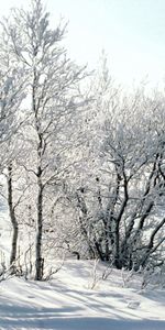 Nature,Trees,Snow,Birches,Branches,Hoarfrost,Frost