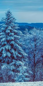 Nature,Trees,Snow Covered,Snowbound,Winter,Snow,Forest