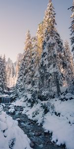 Nature,Trees,Snow,Creek,Brook,Winter