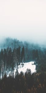 Forêt,Brouillard,Neige,Nature,Arbres