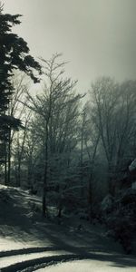 Nature,Trees,Snow,Forest,Shadows,Traces,Darkness