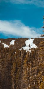 Naturaleza,Árboles,Nieve,Bosque,Pendiente,Cuesta