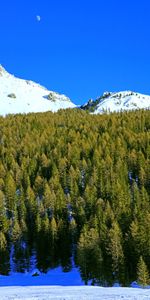 Snowbound,Couvert De Neige,Montagnes,Forêt,Arbres,Neige,Nature,Lune