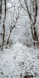 Nature,Trees,Snow,Forest,Track,Winter