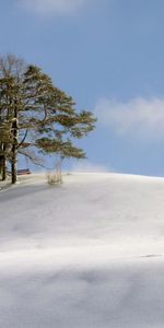 Nature,Trees,Snow,Hill,Wind,Cold,Snowstorm