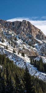 Nature,Trees,Snow,Mountain,Vertex,Top,Slope