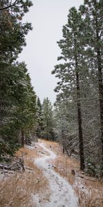 Nature,Trees,Snow,Path,Winter