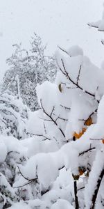 Nature,Trees,Snow,Peaches,Cover,Anomaly,Weather