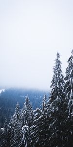 Naturaleza,Árboles,Pino,Nieve,Niebla,Bosque