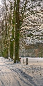 Nature,Trees,Snow,Road,Netherlands,Alley