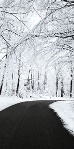 Nature,Trees,Snow,Road,Turn,Forest,Asphalt