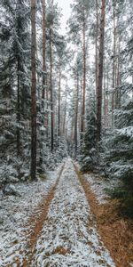 Nature,Trees,Snow,Track,Pine,Forest