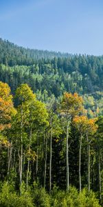 Nature,Forêt,Épicéa,Sapin,Bouleau,Arbres