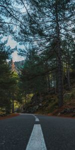 Nature,Trees,Spruce,Fir,Dahl,Road,Distance