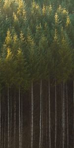 Nature,Trees,Spruce,Fir,Forest,Trunks