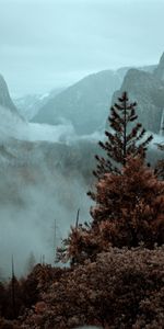 Nature,Montagnes,Brouillard,Épicéa,Sapin,Arbres