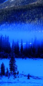 Nature,Trees,Spruce,Fir,Snow,Forest,Fog