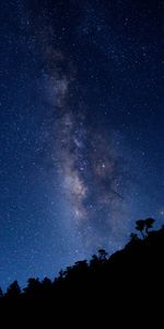 Nature,Trees,Starry Sky,Milky Way