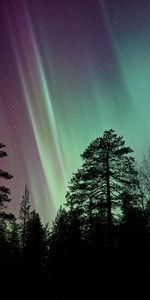 Nature,Trees,Starry Sky,Northern Lights,Aurora Borealis