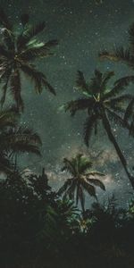 Nature,Trees,Starry Sky,Palms