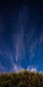 Nature,Trees,Starry Sky,Spruce,Fir,Night,Stars