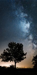 Nature,Trees,Stars,Night,Dark,Silhouettes,Milky Way