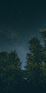 Nature,Trees,Stars,Night,Starry Sky