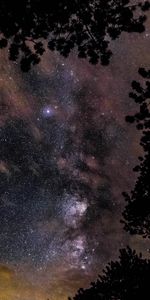 Árboles,Brillar,Estrellas,Brillo,Naturaleza,Cielo Estrellado