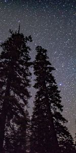 Nature,Trees,Stars,Shining,Starry Sky,Brilliance,Shine,Night